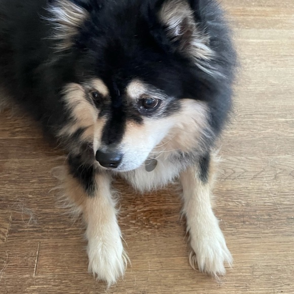 Meet your Posher, Rosalind - Picture 1 of 1